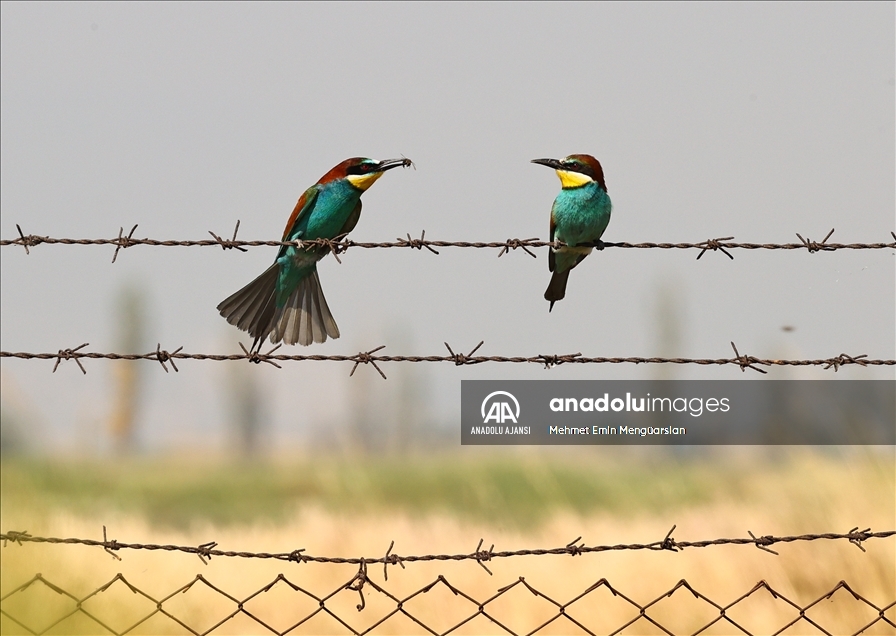 Renkli tüyleriyle dikkat çeken arı kuşlarının beslenme zamanı