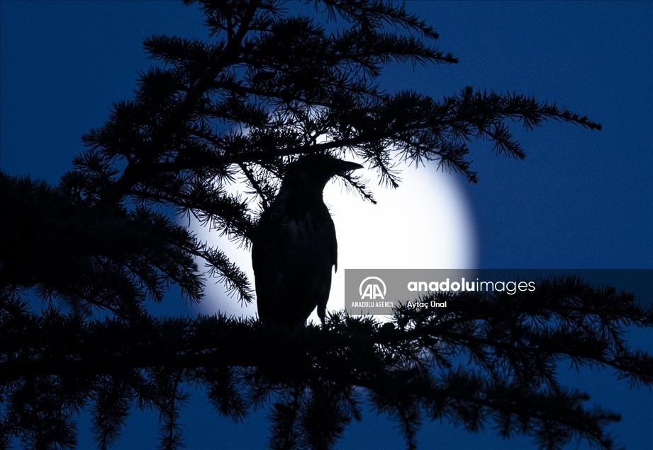Full Moon in Ankara
