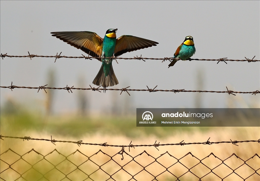 Renkli tüyleriyle dikkat çeken arı kuşlarının beslenme zamanı