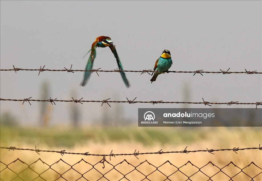 Renkli tüyleriyle dikkat çeken arı kuşlarının beslenme zamanı
