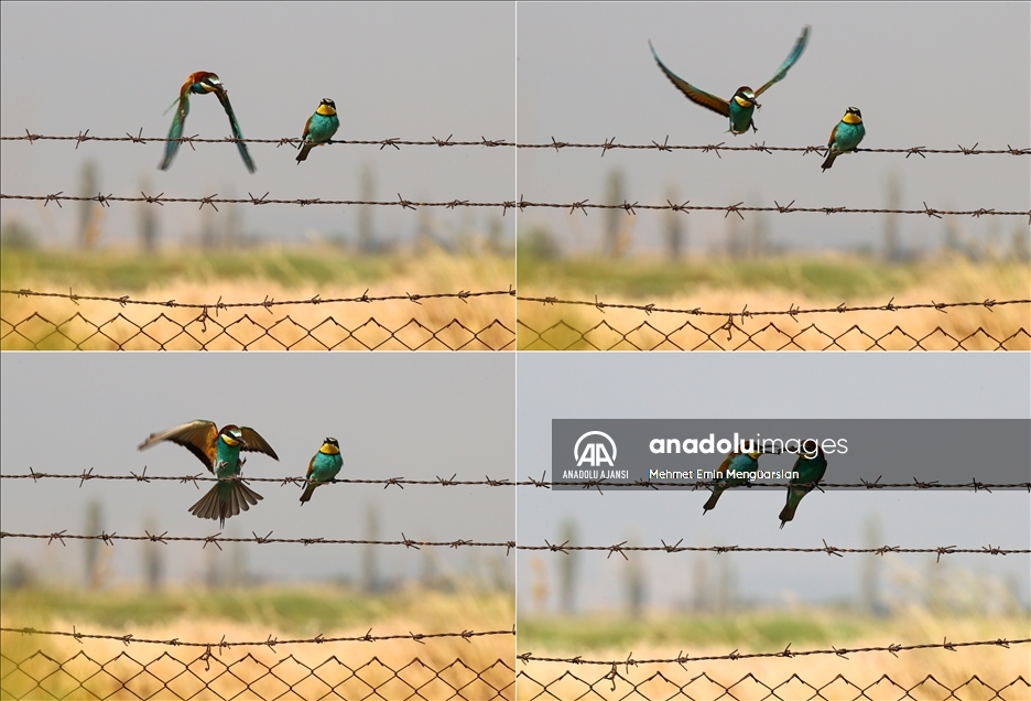 Renkli tüyleriyle dikkat çeken arı kuşlarının beslenme zamanı