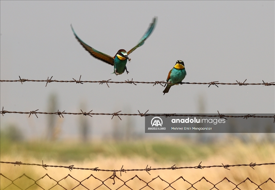 Renkli tüyleriyle dikkat çeken arı kuşlarının beslenme zamanı