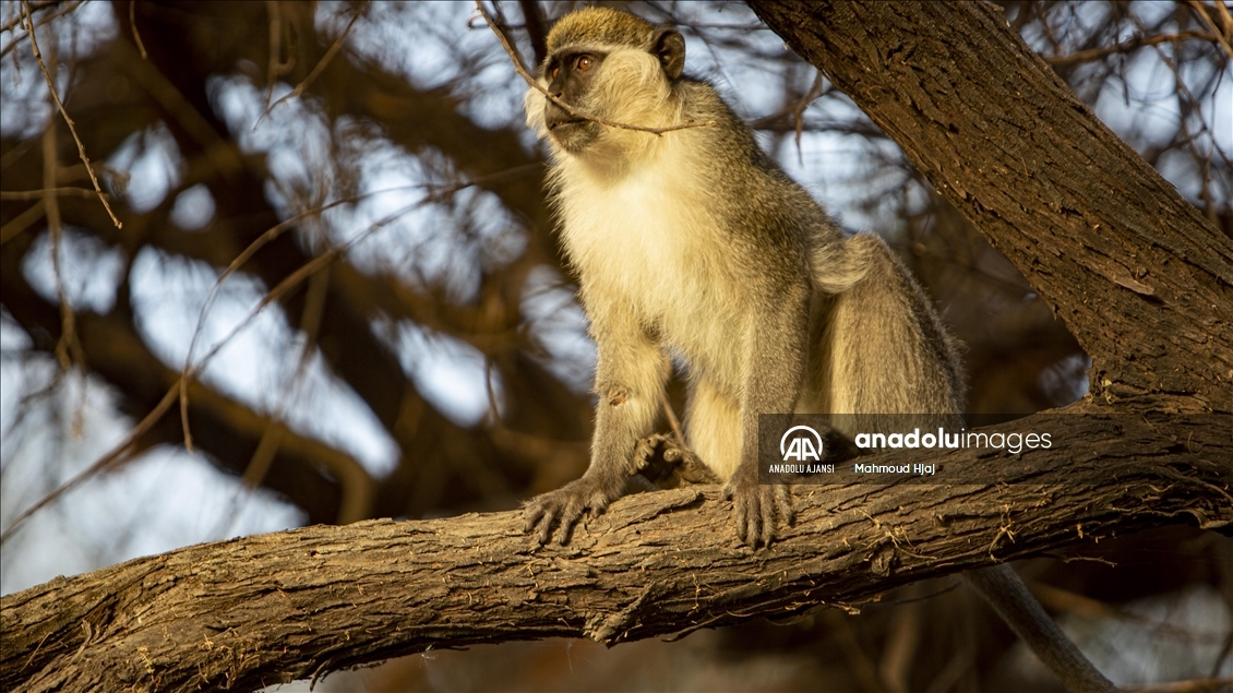 Başkent Hartum’daki Sunut Ormanı - Anadolu Ajansı