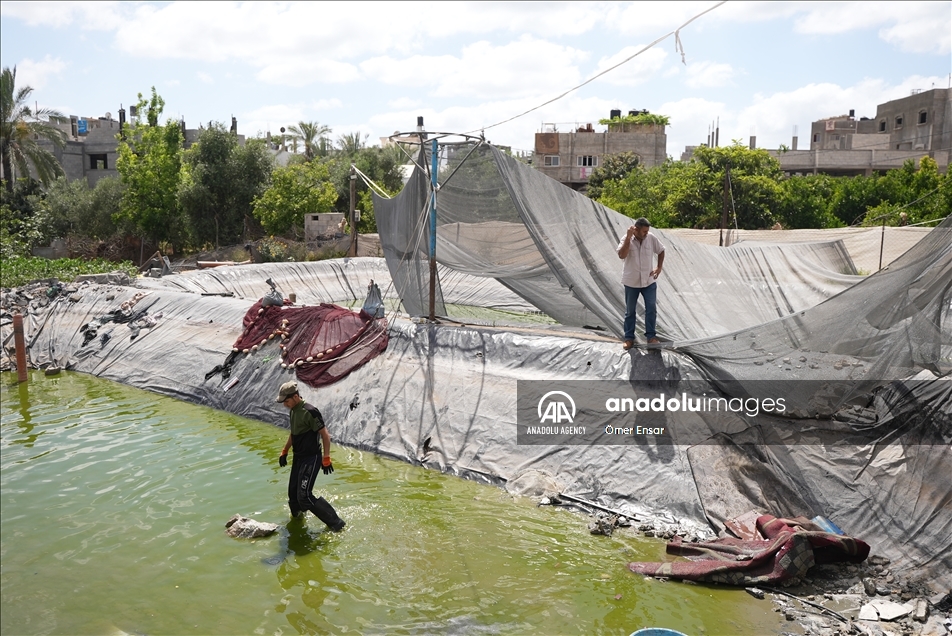 حتى الأسماك لم تسلم من عدوان إسرائيل على غزة