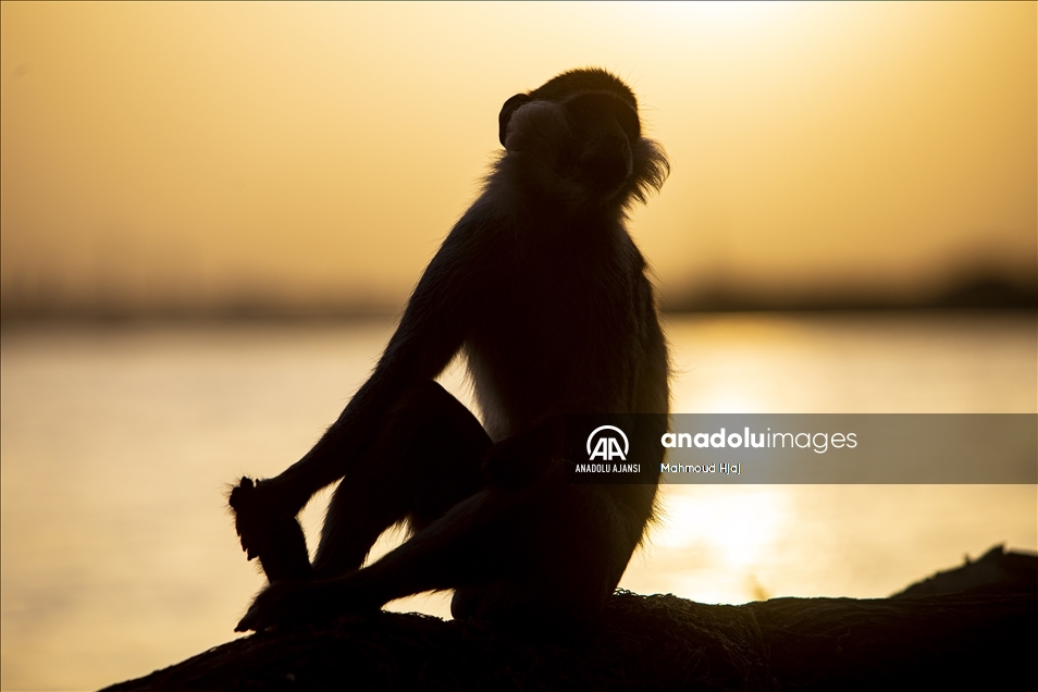 Başkent Hartum’daki Sunut Ormanı - Anadolu Ajansı