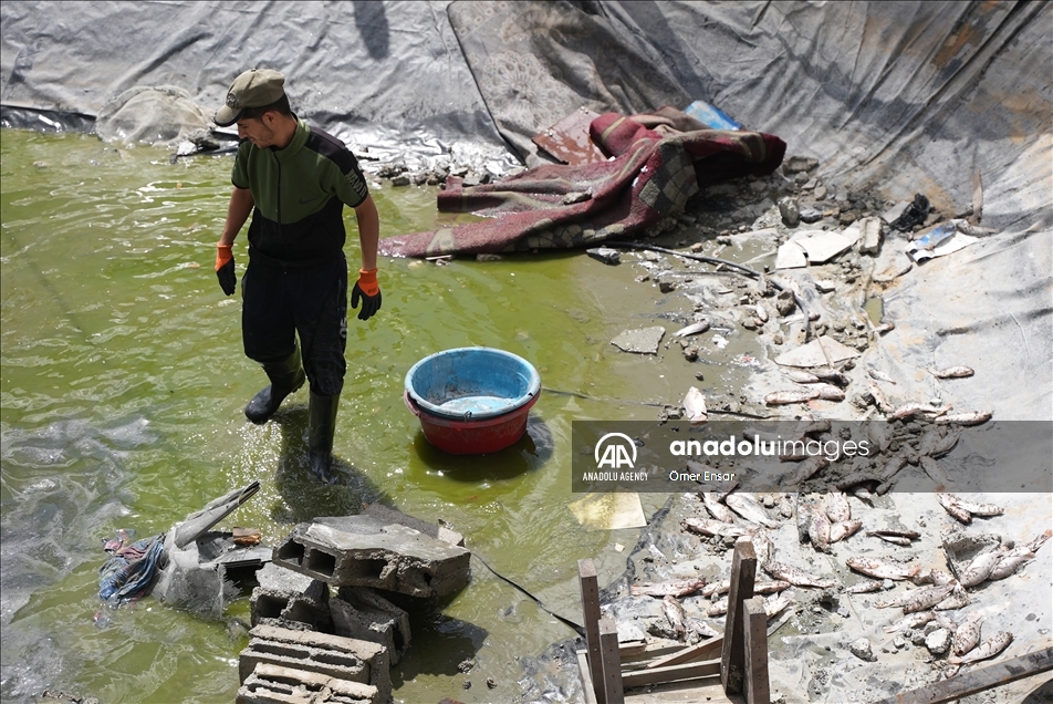 حتى الأسماك لم تسلم من عدوان إسرائيل على غزة