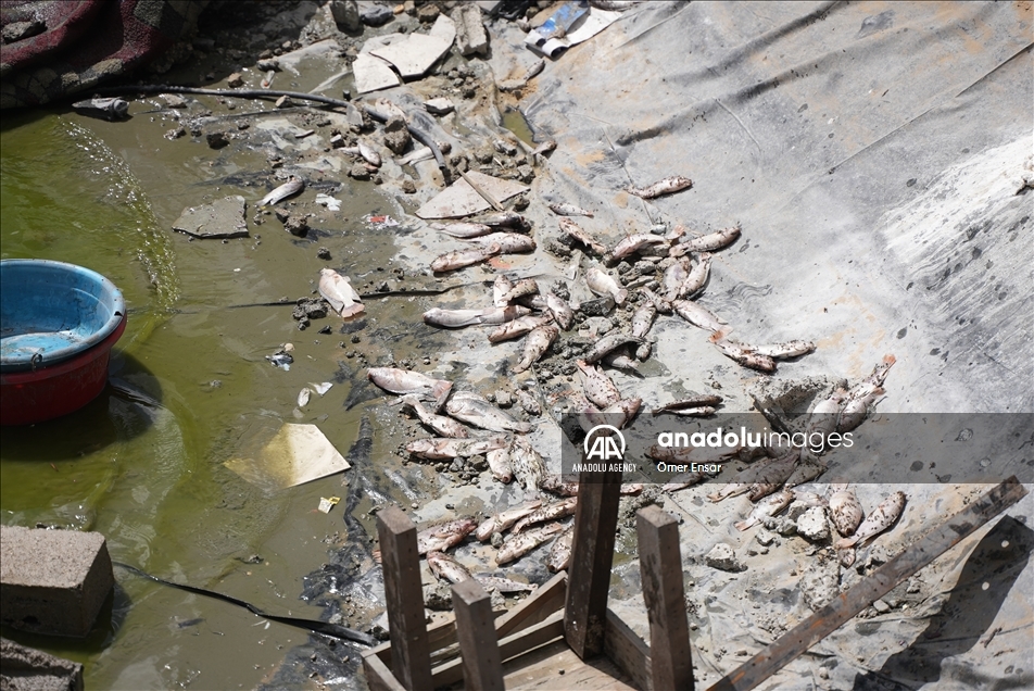 حتى الأسماك لم تسلم من عدوان إسرائيل على غزة