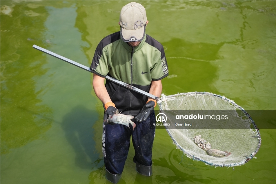 حتى الأسماك لم تسلم من عدوان إسرائيل على غزة