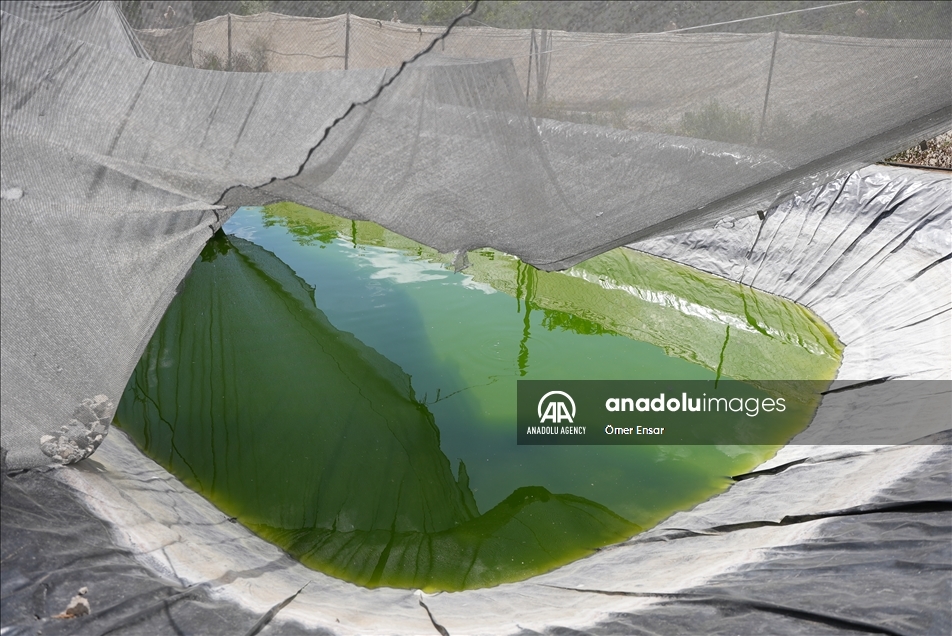 حتى الأسماك لم تسلم من عدوان إسرائيل على غزة