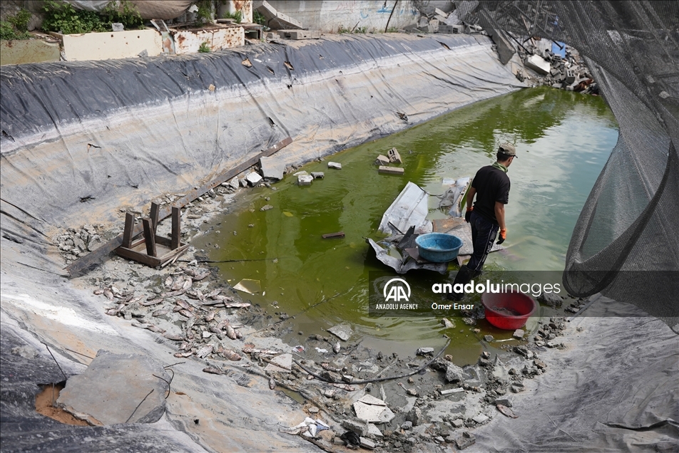 حتى الأسماك لم تسلم من عدوان إسرائيل على غزة