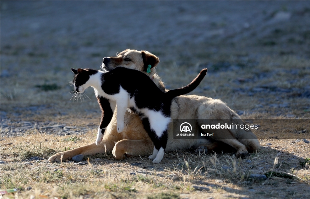 Kedi ile köpeğin dostluğu Anadolu Ajansı