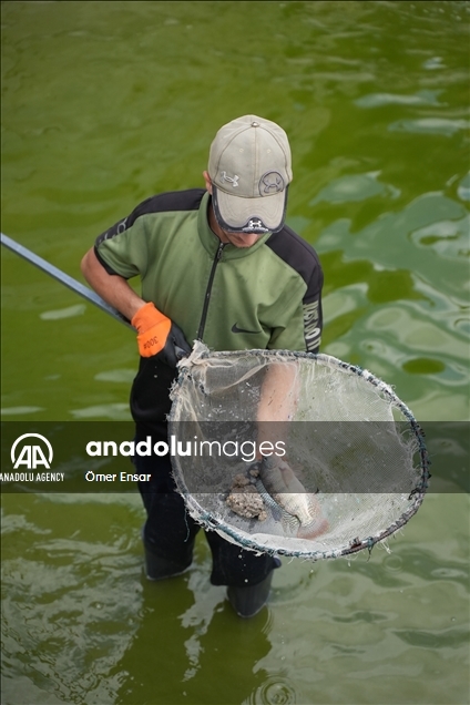 حتى الأسماك لم تسلم من عدوان إسرائيل على غزة