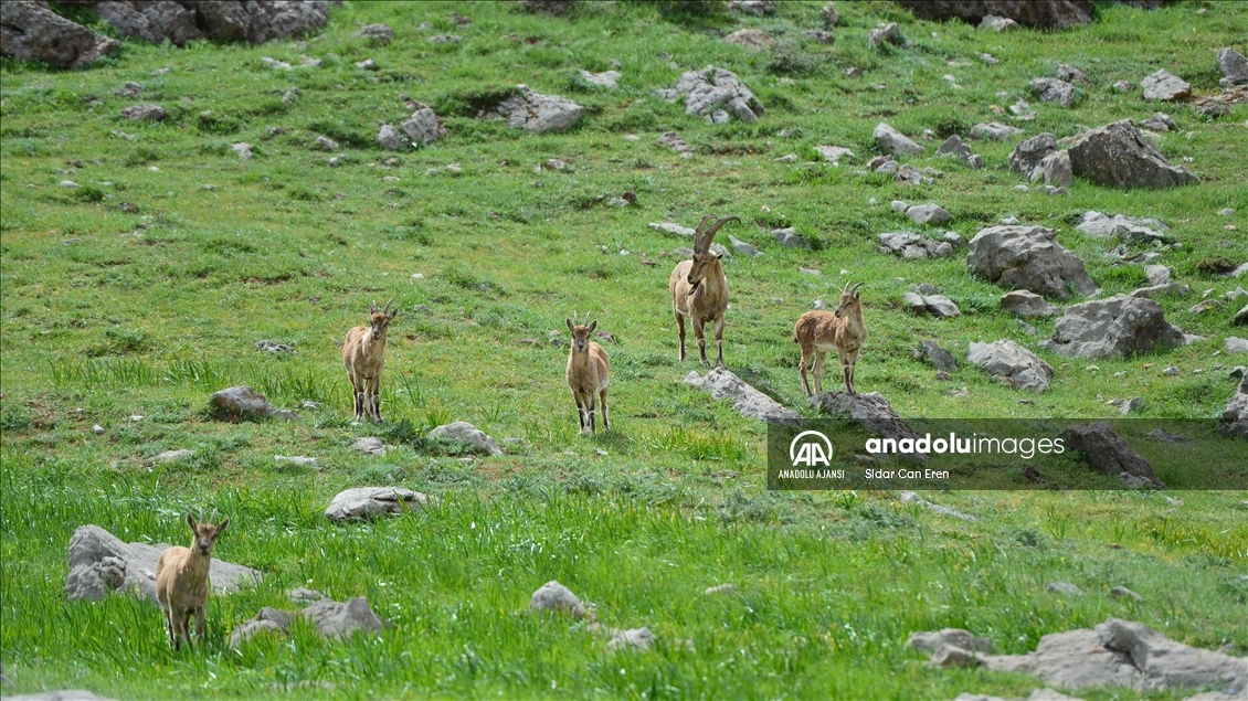 Yaban hayatının Doğu Anadolu'daki evi: