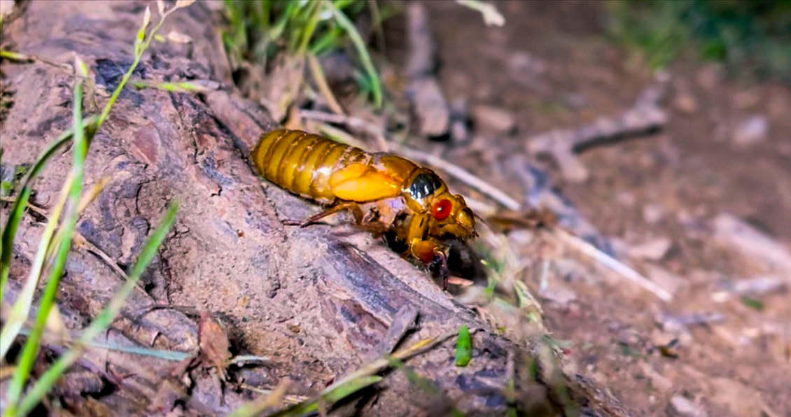 Cicadas emerge in Washington after 17 years Anadolu Ajansı