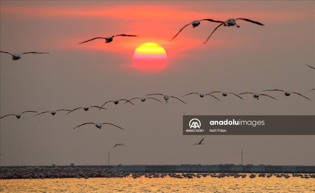 Coucher de soleil et flamants roses au paradis des oiseaux d'Izmir