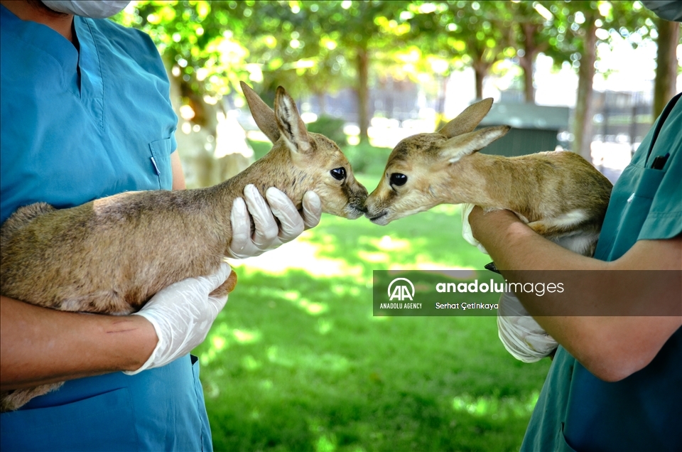 Two endangered gazelle babies seized in a car during a police search 