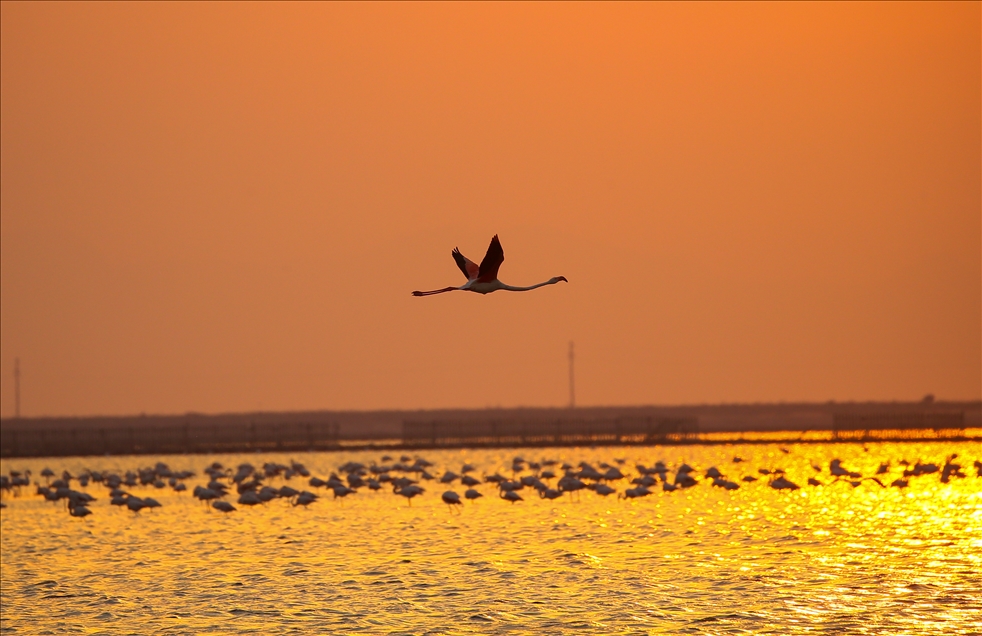 İzmir Kuş Cenneti gün batımında flamingolarla ayrı bir güzelliğe bürünüyor