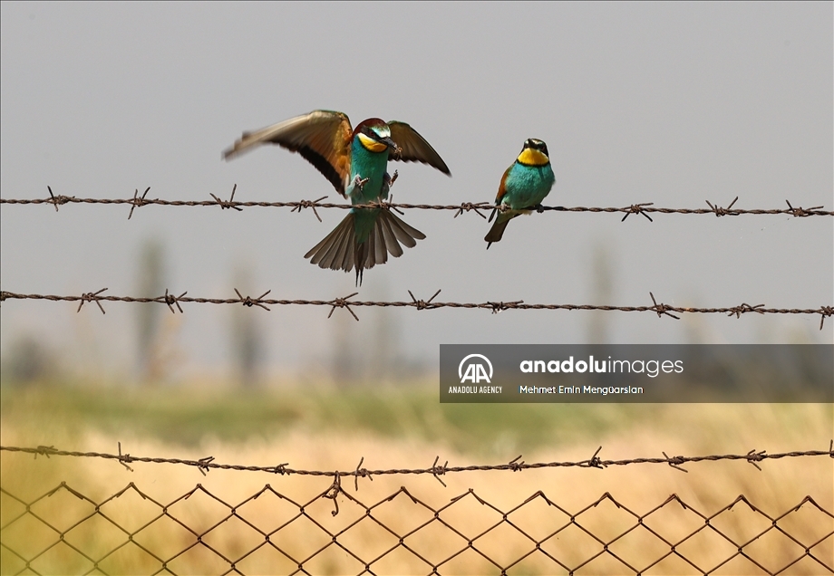 European bee-eaters striking with their colorful feathers