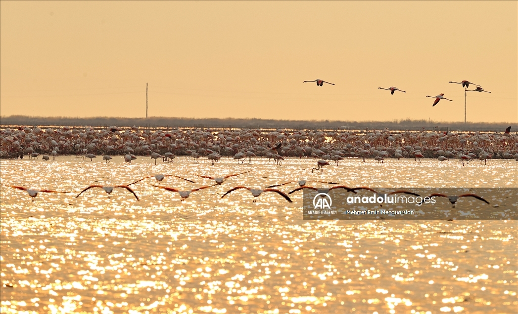 Izmir's flamingo island