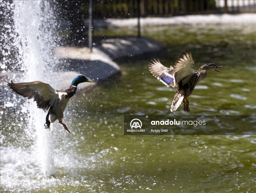 Kuğulu Park ev sahiplerine kaldı