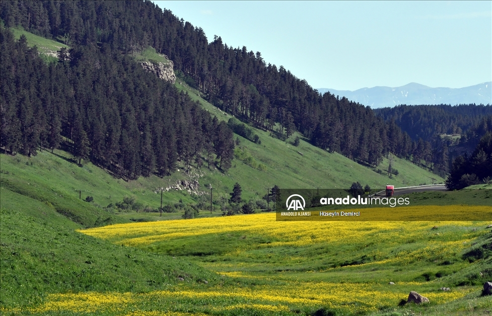 Keklik Vadisi rengarenk açan çiçekleriyle doğa ve fotoğraf tutkunlarını ağırlıyor