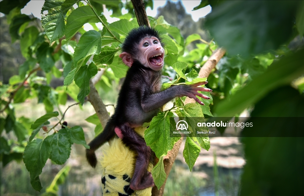 Baby baboon named "Nisan" in Turkey's Mersin