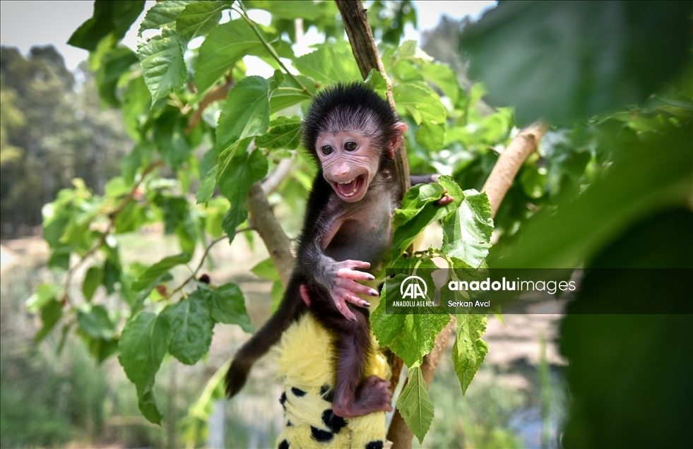 Baby baboon named "Nisan" in Turkey's Mersin