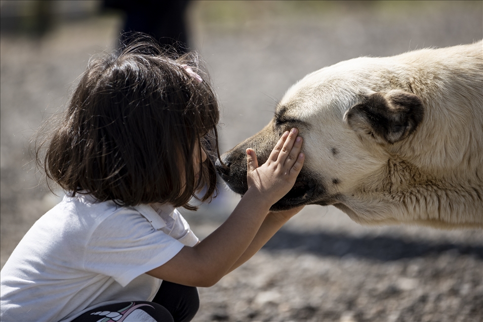 Başkentte hayvanseverlerin inşa ettiği 1000 köpek kapasiteli "Patipark" açıldı