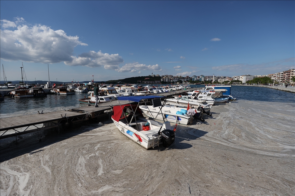 Mucilage in the Marmara Sea reach the shores of Canakkale