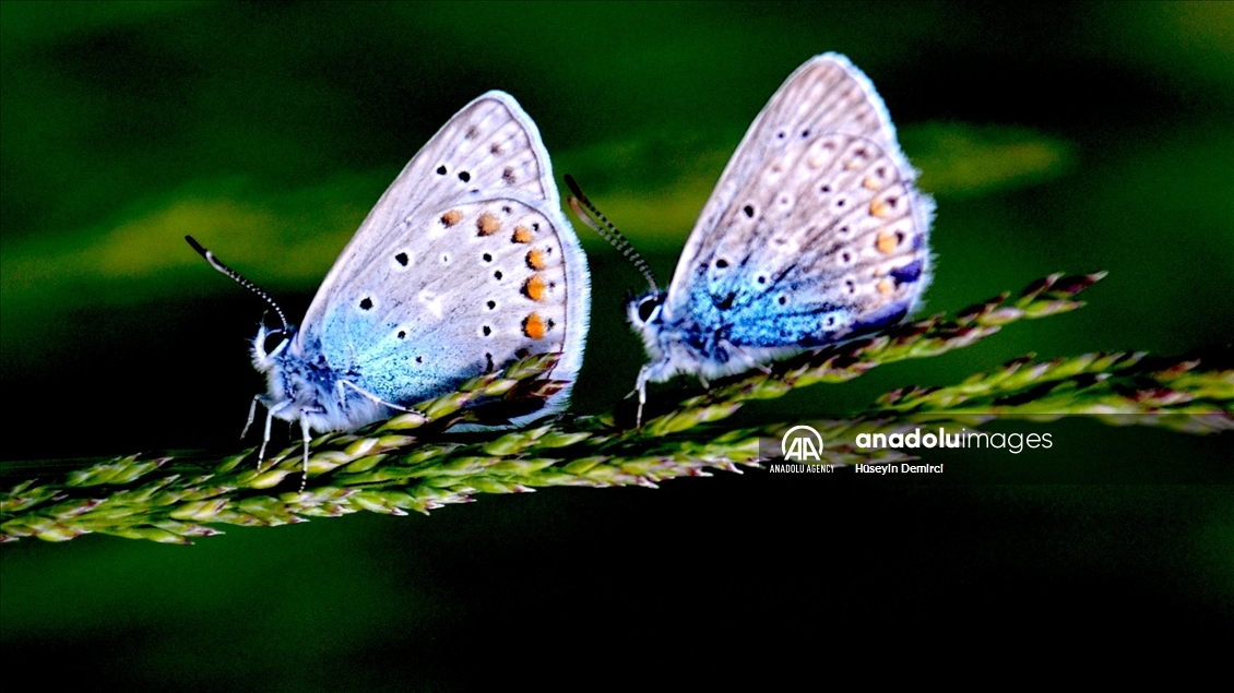 Butterflies in Turkey's Kars