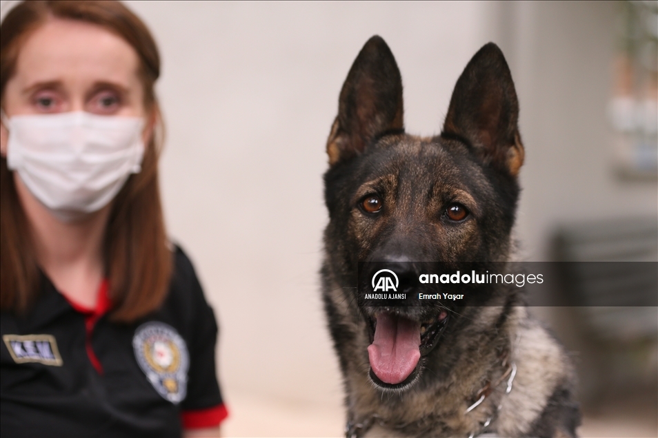 Eskişehir emniyetinin özel köpeklerini anne şefkatiyle eğitiyorlar
