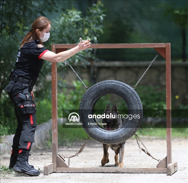 Eskişehir emniyetinin özel köpeklerini anne şefkatiyle eğitiyorlar