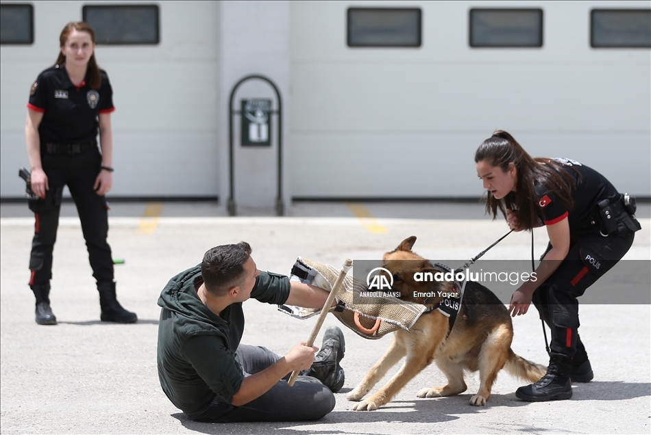 Eskişehir emniyetinin özel köpeklerini anne şefkatiyle eğitiyorlar
