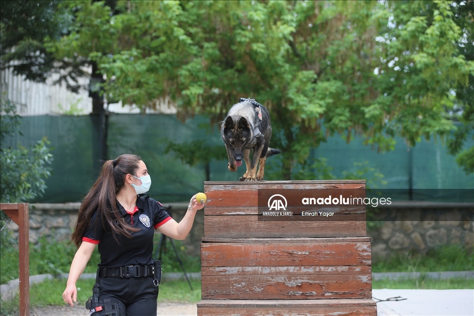 Eskişehir emniyetinin özel köpeklerini anne şefkatiyle eğitiyorlar