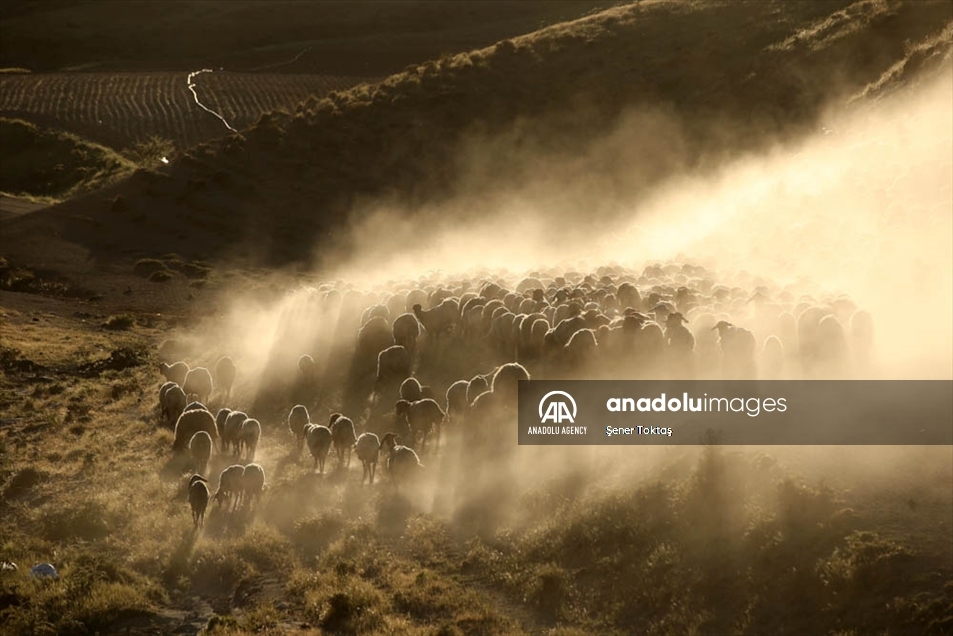 Un rebaño de ovejas atraviesa el monte Nemrut en Turquía