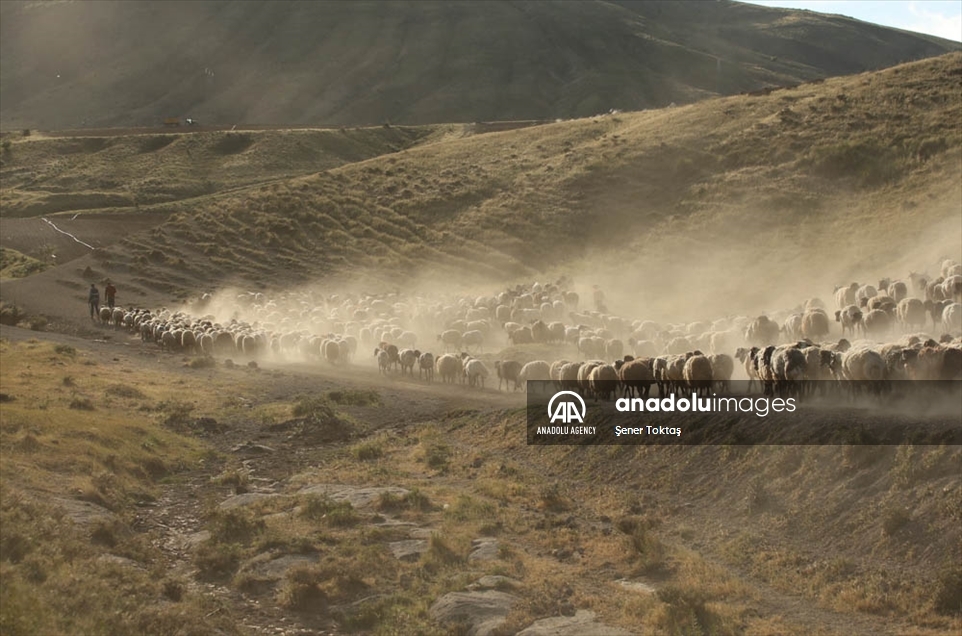 Un rebaño de ovejas atraviesa el monte Nemrut en Turquía