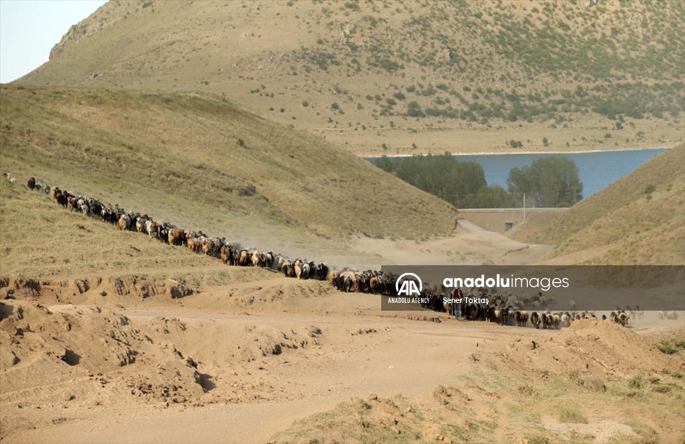Un rebaño de ovejas atraviesa el monte Nemrut en Turquía