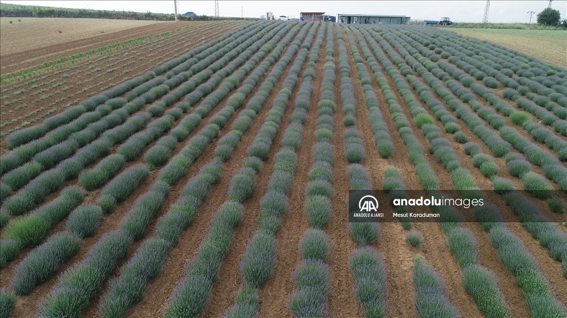 Tekirdağ'da çiçek açan lavanta tarlaları göz kamaştırıyor