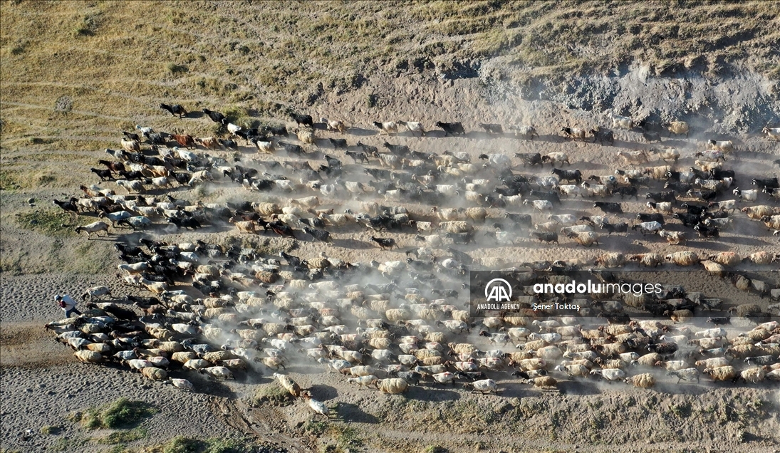 دەستپێکردنی گەشتی ئاژەڵانی بچووک بۆ چیای نەمروت لە بەدلیس