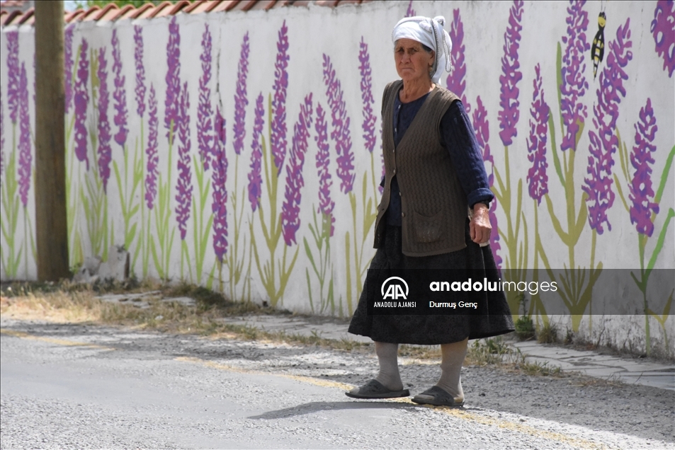 Muğla'da evlerin duvarları lavanta figürleriyle süslenen mahalle, misafirlerini bekliyor