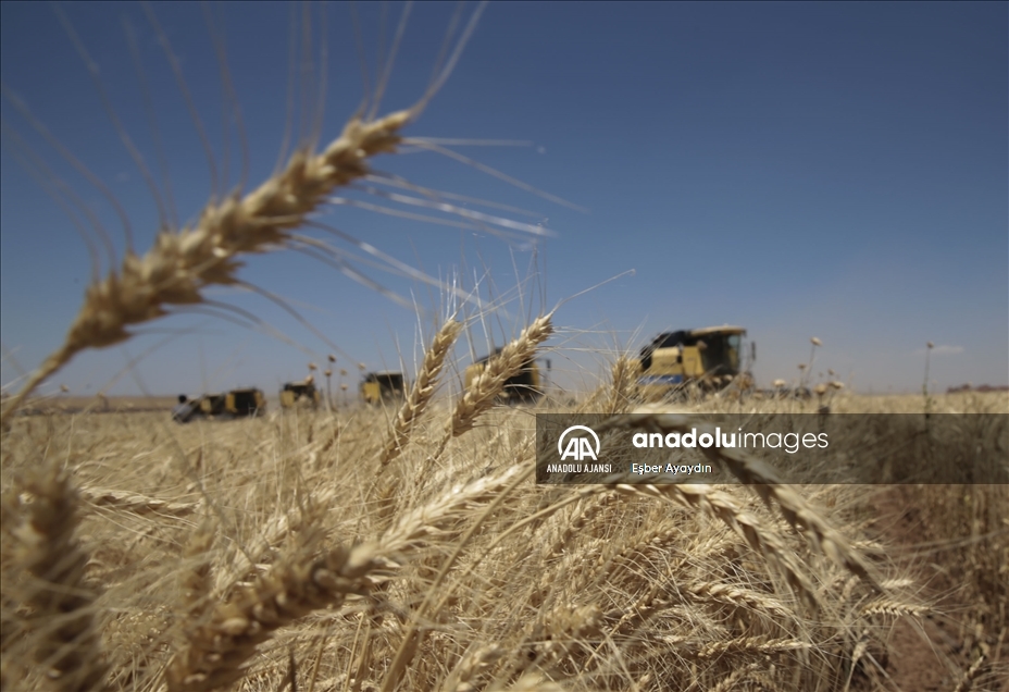Türkiye'nin en büyük tarım işletmesinde yerli tohumluk buğdayın hasadı başladı