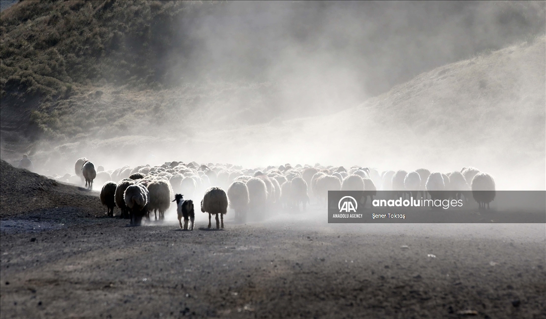 دەستپێکردنی گەشتی ئاژەڵانی بچووک بۆ چیای نەمروت لە بەدلیس