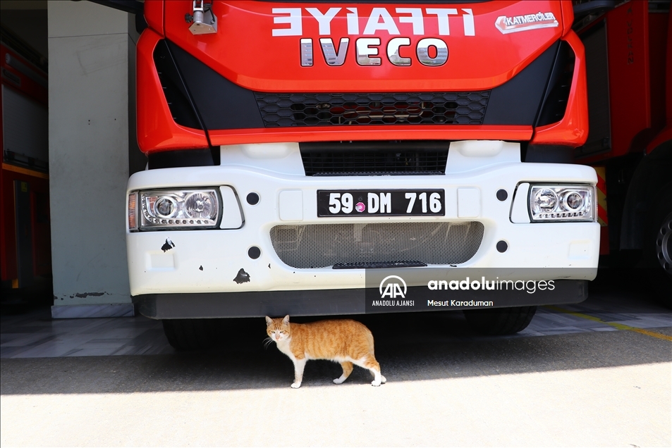 Otomobil motorundan kurtarılan kediler Tekirdağ itfaiyesinin maskotu oldu