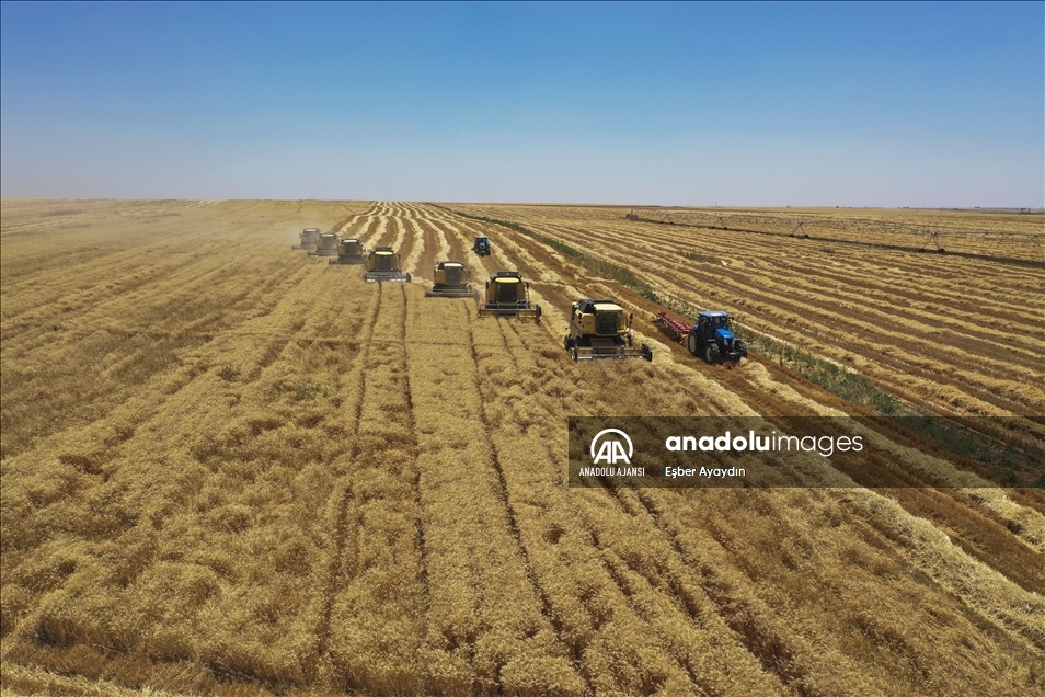 Türkiye'nin en büyük tarım işletmesinde yerli tohumluk buğdayın hasadı başladı