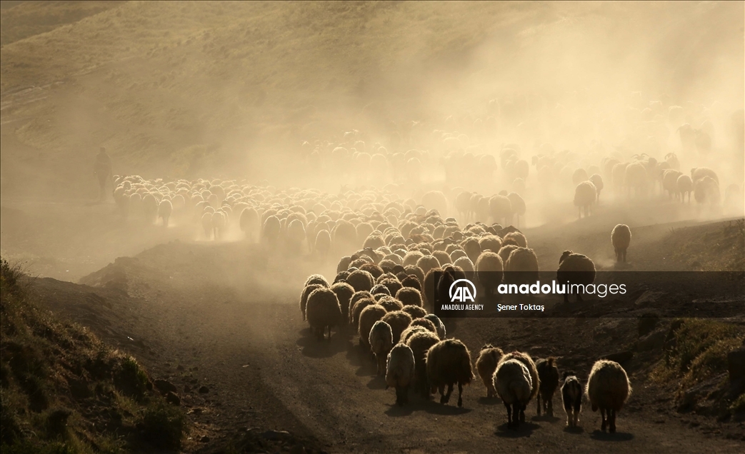 دەستپێکردنی گەشتی ئاژەڵانی بچووک بۆ چیای نەمروت لە بەدلیس