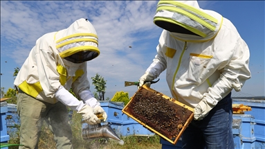 Trakya "karaçalı" zenginliğiyle balda aroma isteyen arıcıların çekim noktası oluyor