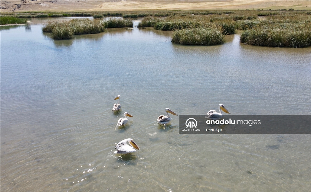 İç Anadolu'nun batısında gizli kalmış bir kuş cenneti: Balıkdamı