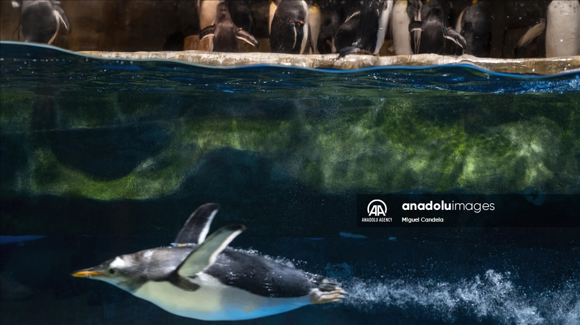 Ocean Park in Hong Kong