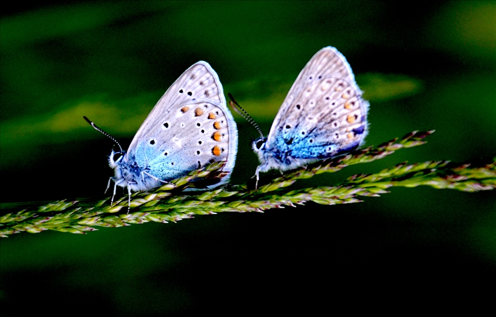 Sarıkamış'ta mavi, kızıl ve kahverengi kelebekler renk cümbüşü oluşturuyor