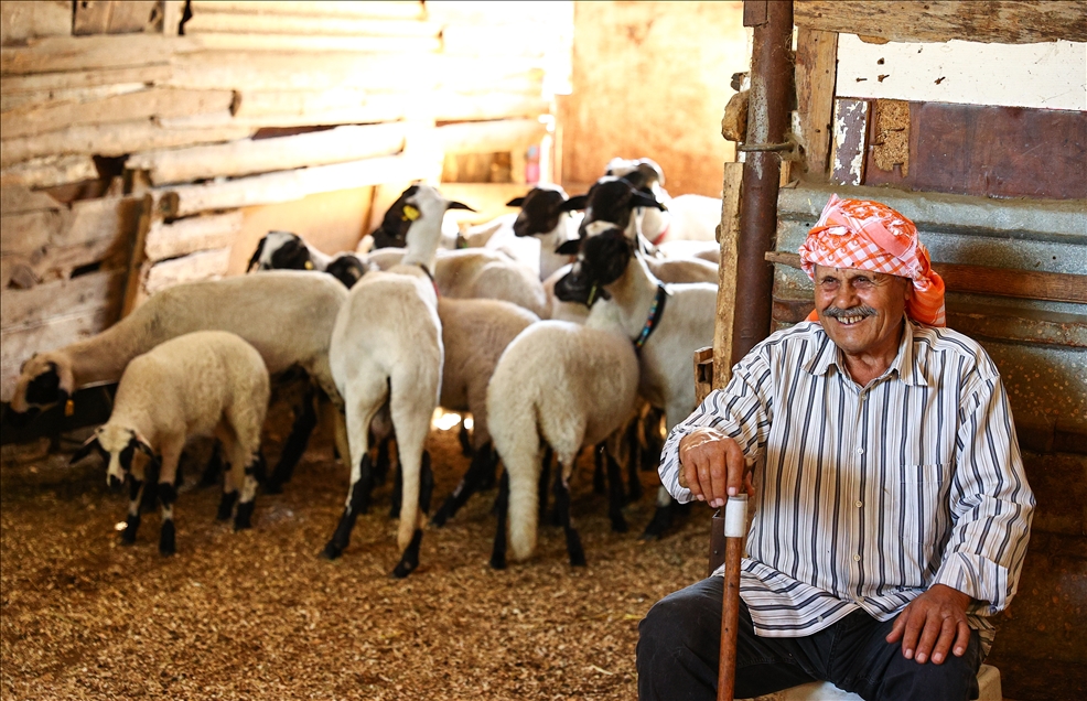Sakız koyunu yetiştiriciliğe adanmış bir ömür: Ekrem Çelik